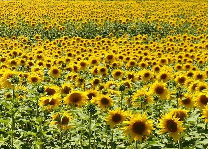 Hotel La Luna Blanca