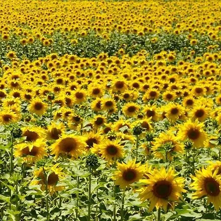 Готель La Luna Blanca