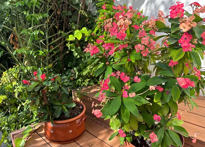 Hotel La Luna Blanca 2*